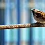 Sparrow