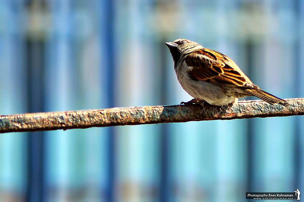 Sparrow