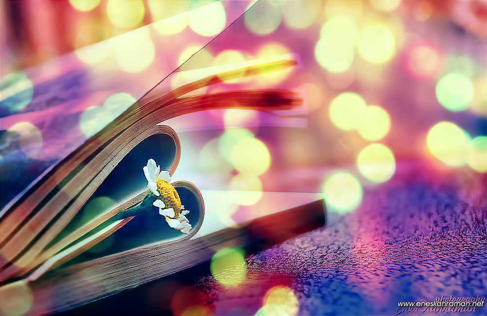 Magical Daisy with Book