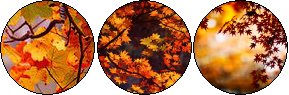 salutari mici extraterestrii Autumn_circle_dividers_by_doodlezfordayz_dbkrbsn-fullview.png?token=eyJ0eXAiOiJKV1QiLCJhbGciOiJIUzI1NiJ9.eyJzdWIiOiJ1cm46YXBwOjdlMGQxODg5ODIyNjQzNzNhNWYwZDQxNWVhMGQyNmUwIiwiaXNzIjoidXJuOmFwcDo3ZTBkMTg4OTgyMjY0MzczYTVmMGQ0MTVlYTBkMjZlMCIsIm9iaiI6W1t7ImhlaWdodCI6Ijw9OTUiLCJwYXRoIjoiXC9mXC82NTliMjQ4MC1iOTAwLTRkMWEtYTA3Yi1kZDA3NDcyOTY5ZGFcL2Ria3Jic24tMTNiYzdlMTgtZTZjYi00YjI5LTkzNmYtYjA4YTZkZTAwOGVmLnBuZyIsIndpZHRoIjoiPD0yODkifV1dLCJhdWQiOlsidXJuOnNlcnZpY2U6aW1hZ2Uub3BlcmF0aW9ucyJdfQ