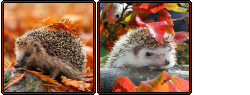 Square Hedgehog Dividers