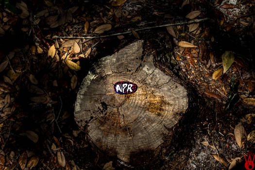 N P R - The Tale of a Stone on a Trunk