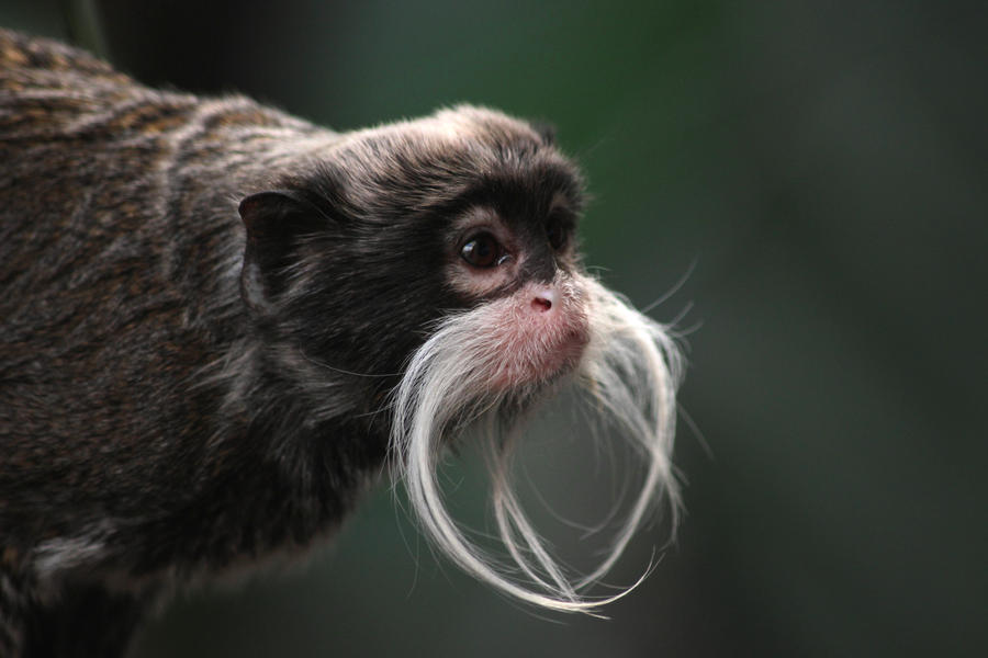 Emperor Tamarin