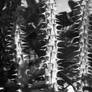 Spiky Plant - Foto 190/365 (Proyecto)