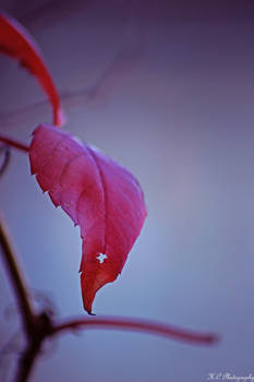 autumn leaf