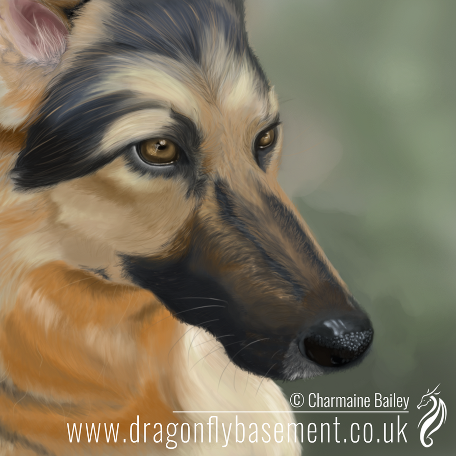 Adidas the German Shepard by Chalouba Adidas the German Shepard by Chalouba