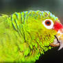 Parrot close up