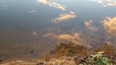 Fish in the lake behind my home.