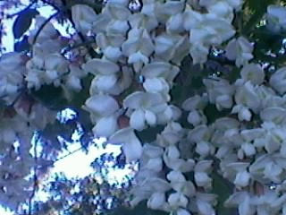 Beautiful Flowers :)