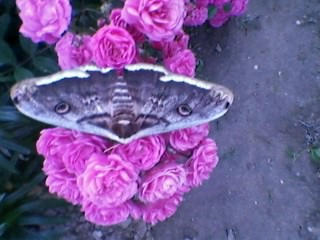 Butterfly again XD