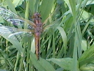 Dragonfly