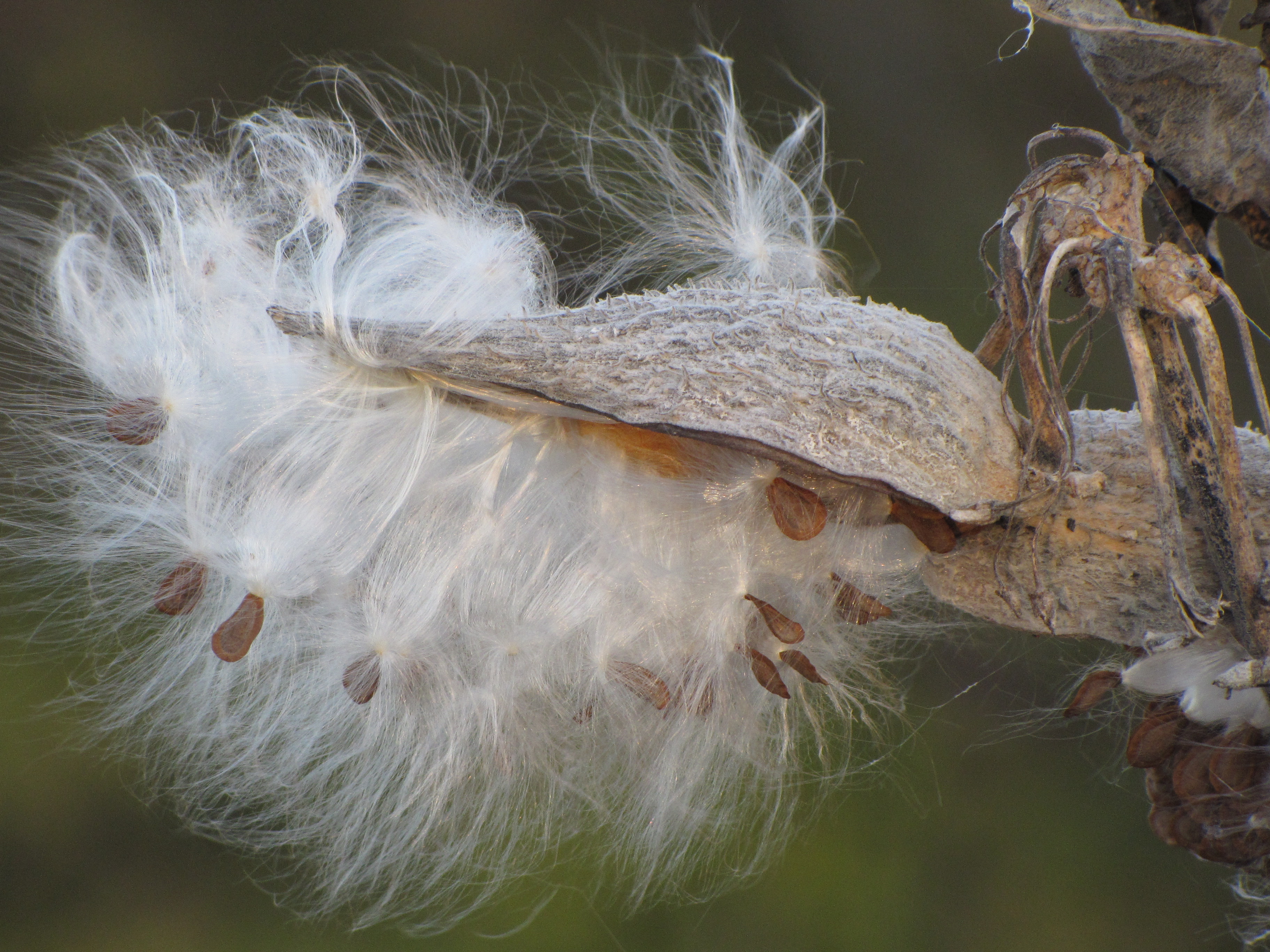 Milkweed Seed