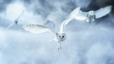 The Silent Flight of an Owl