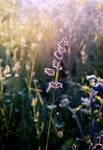 Sun Kissed by dandelion-field