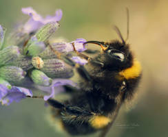 Beeutiful Lavender