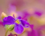 Purple Flower by dandelion-field