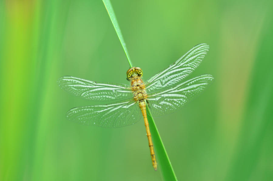 Dragonfly Greets the Morning