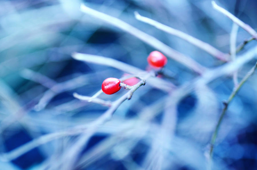 Rubies of Winter