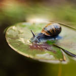 Snailing by dandelion-field
