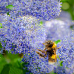 Bee on Ceanothus Flowers by dandelion-field