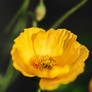 Yellow Poppy