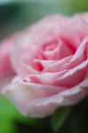 Pink Rose by dandelion-field