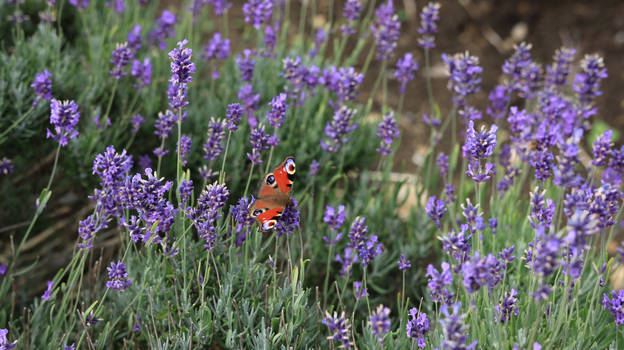 lavender field