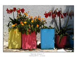 Spring Colours I by maruella