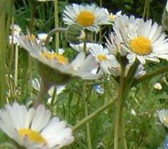 Daisies