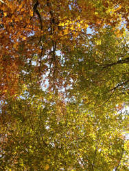 Peaking through the Tree Tops