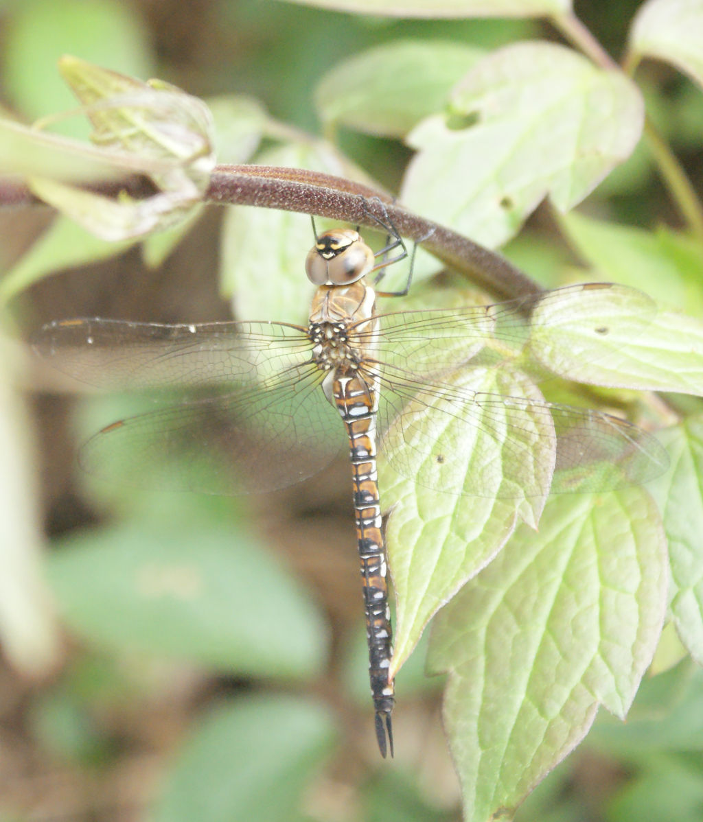 I Spy, Dragonfly!