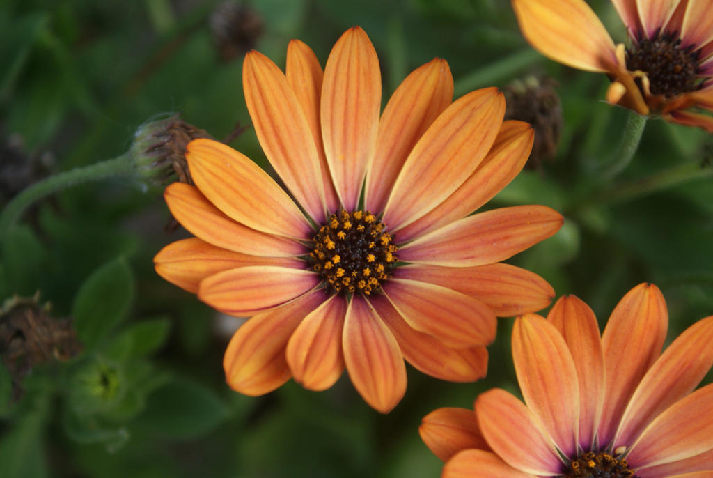 Front Garden Flowers