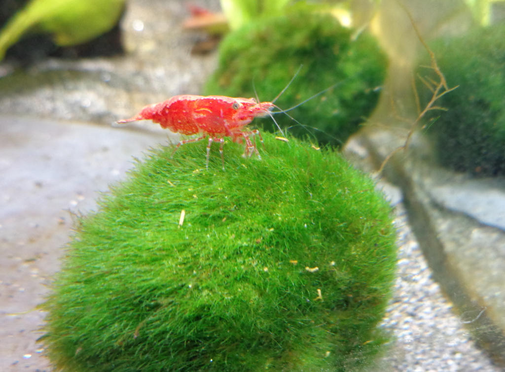 Red cherry shrimp