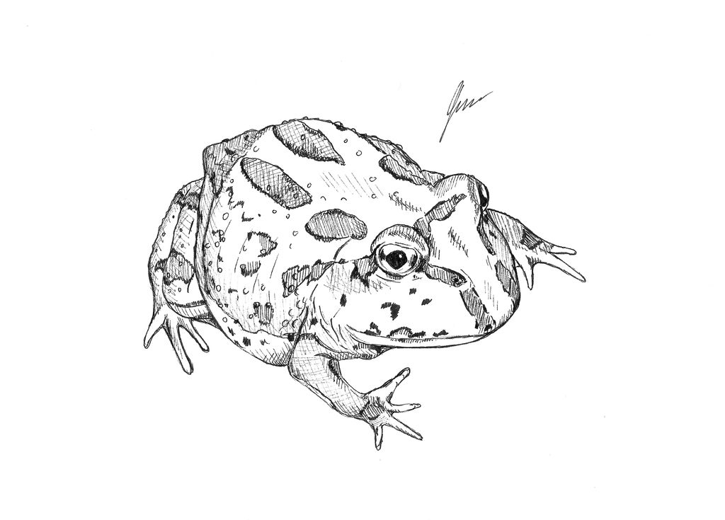 Peppermint pacman frog by JasmineCollinsArt on DeviantArt