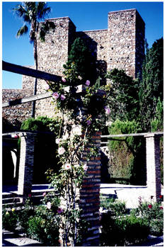 Rosas de Castillo