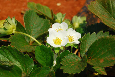 STRAWBERRY FLOWERS