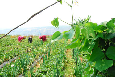 FRUIT HARVEST