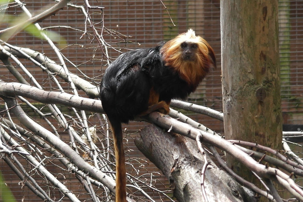 Twycross Zoo 028