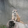 Meerkat