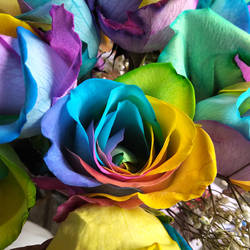 Rainbow Roses 4