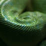 Green as a snake