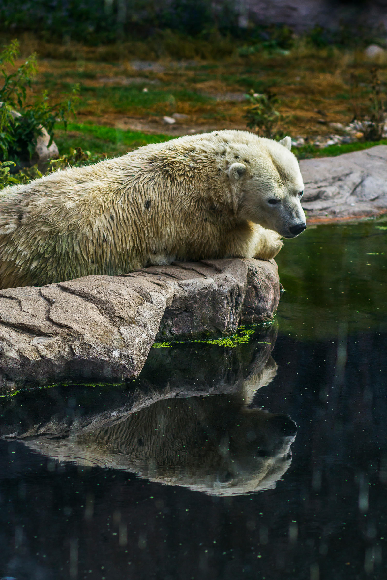 Polar Bear With Down Syndrome By Justmisha On Deviantart Polar Bear With Down Syndrome By Justmisha On Deviantart