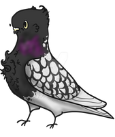 Oriental Frill Pigeon