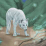 arctic wolf2