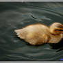 Duckling 3