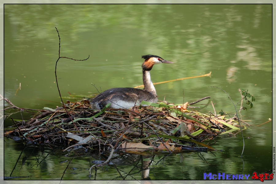 Great Crested Grebe