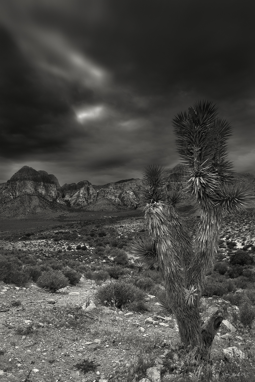 Joshua Tree