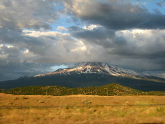 Shasta