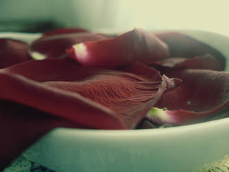 rose petals