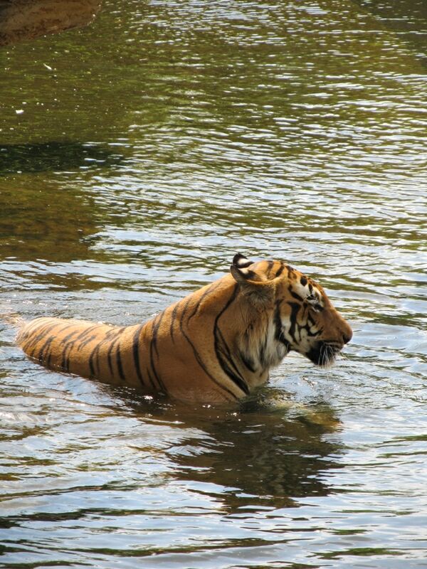 Tiger 04 - Lying in the water